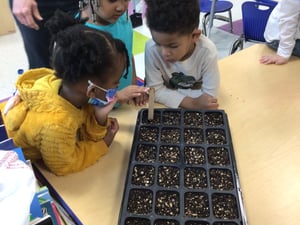 Preschool Planting 2